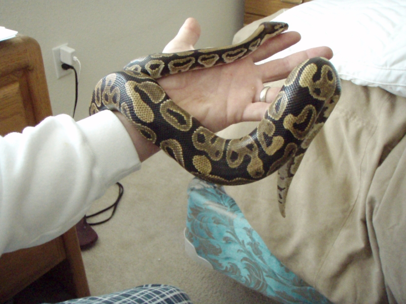 snake on my hand