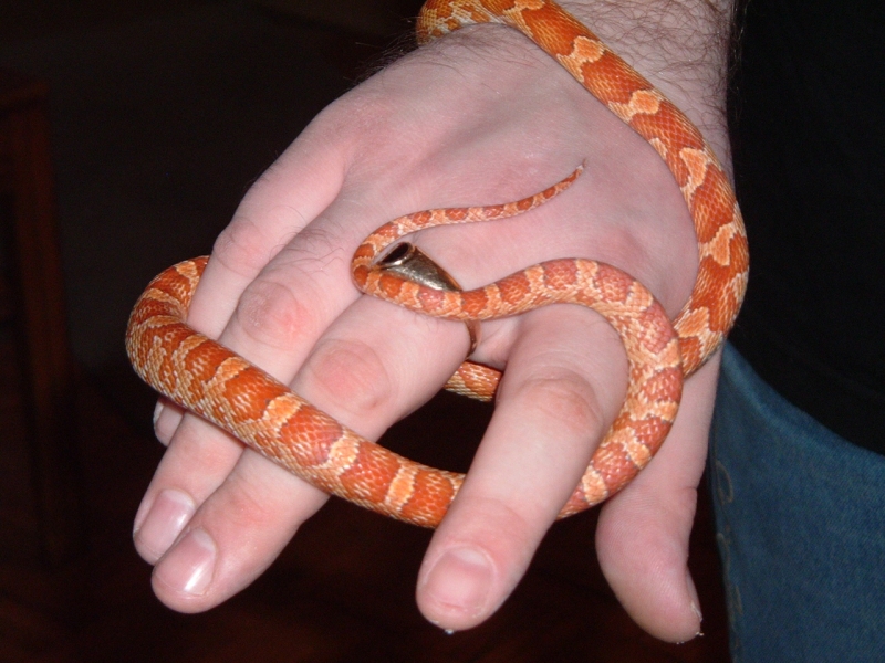 snake12_004