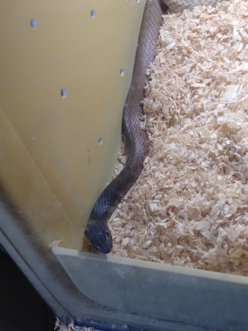 snake6