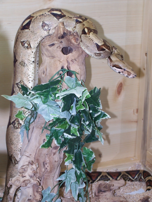 SNAKEPIC_SDISC-1-5-20-06013