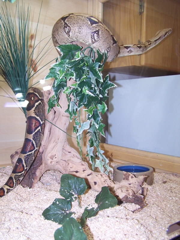SNAKEPIC_SDISC-1-5-20-06087