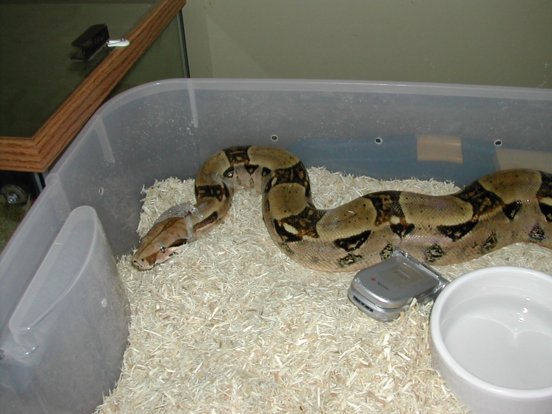 SNAKEPIC_SDISC-1-5-20-06360