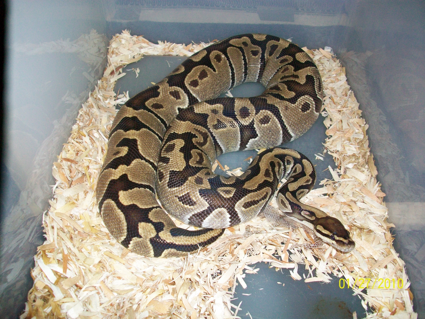 snakes