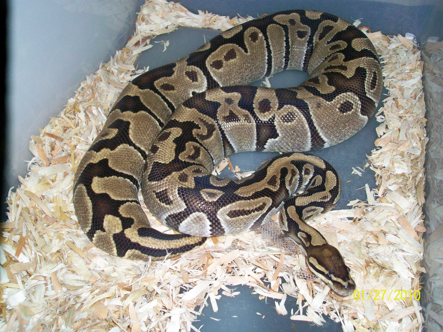 snakes