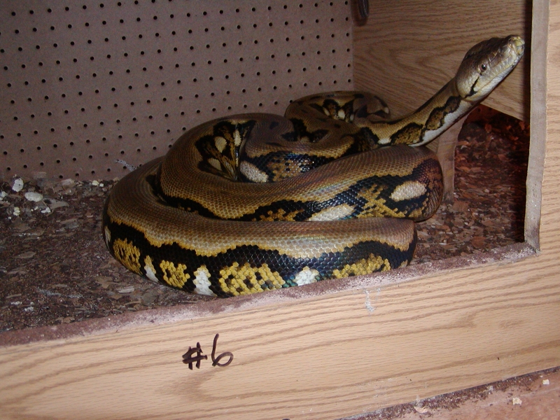snakes