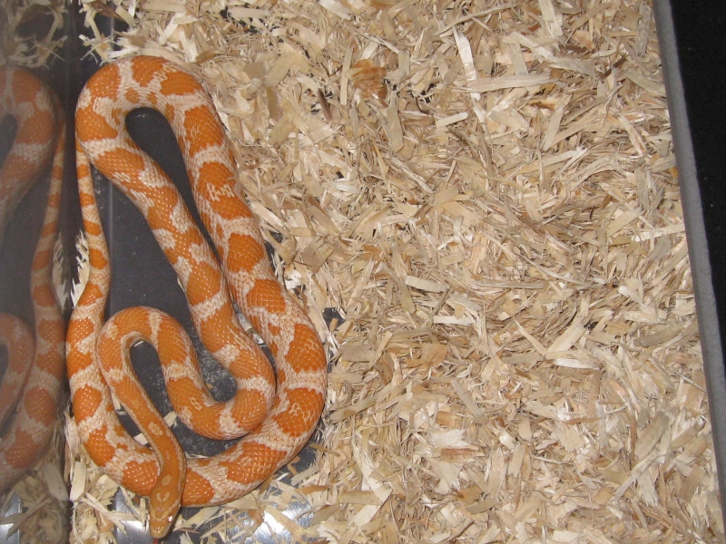 snakes_004