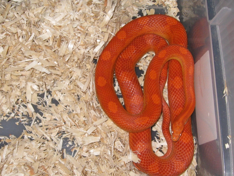 snakes_005