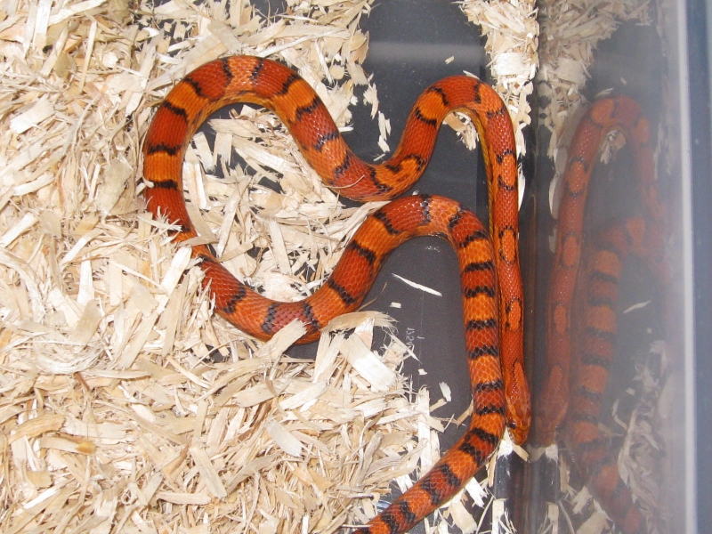 snakes_0071