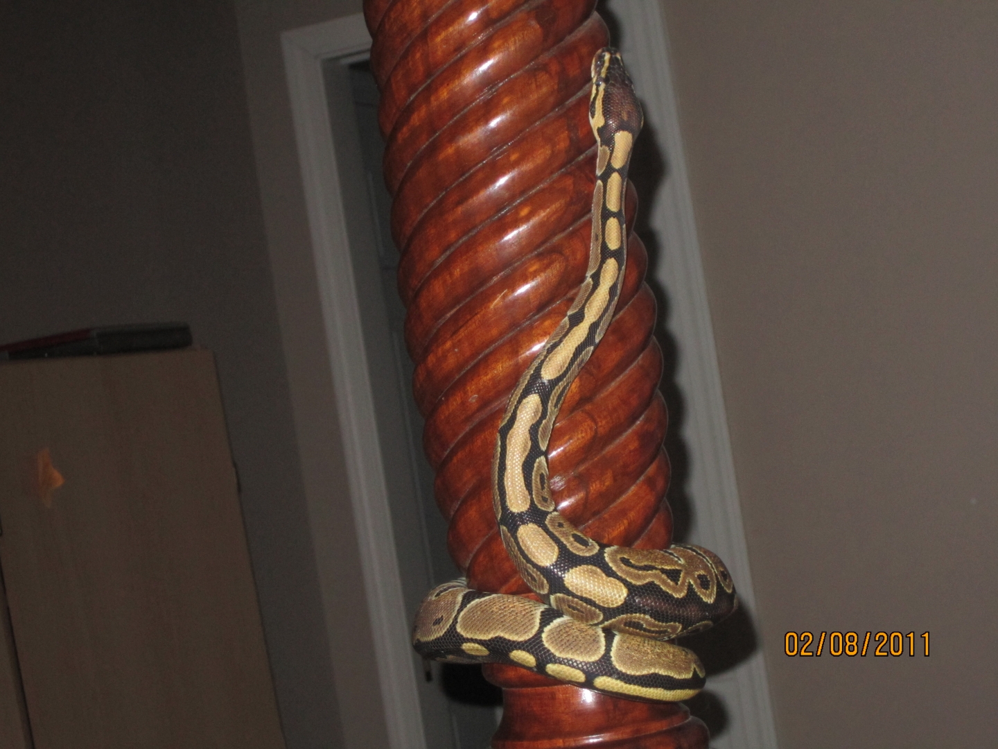 snakes_0072