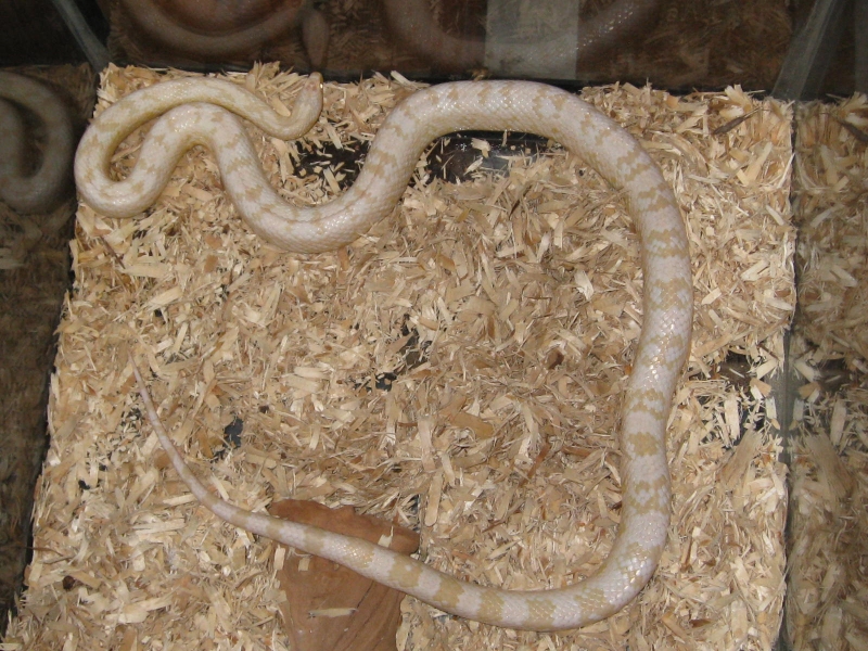 snakes_009