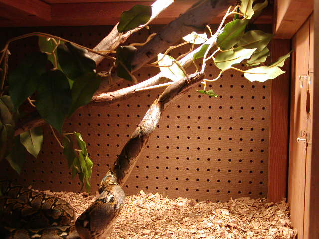 snakes_016