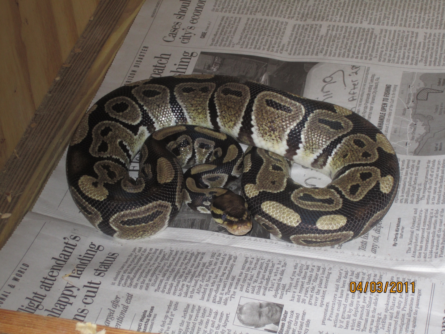 snakes_0231