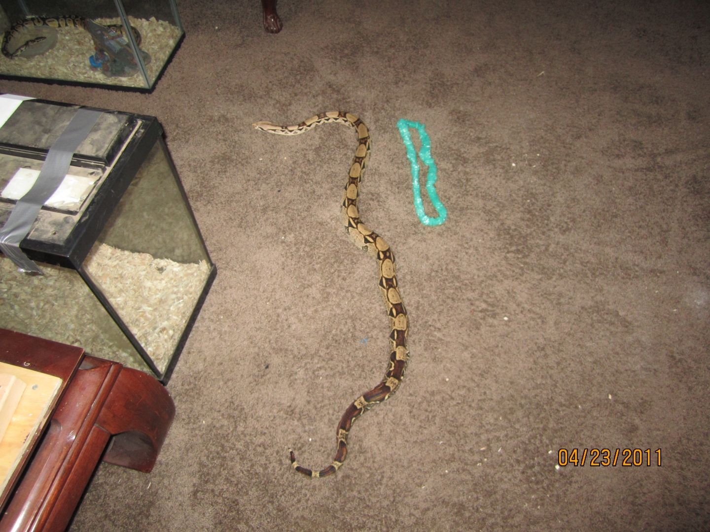 snakes_0341