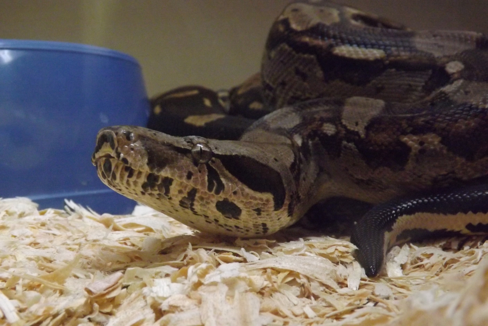 Snakes_071