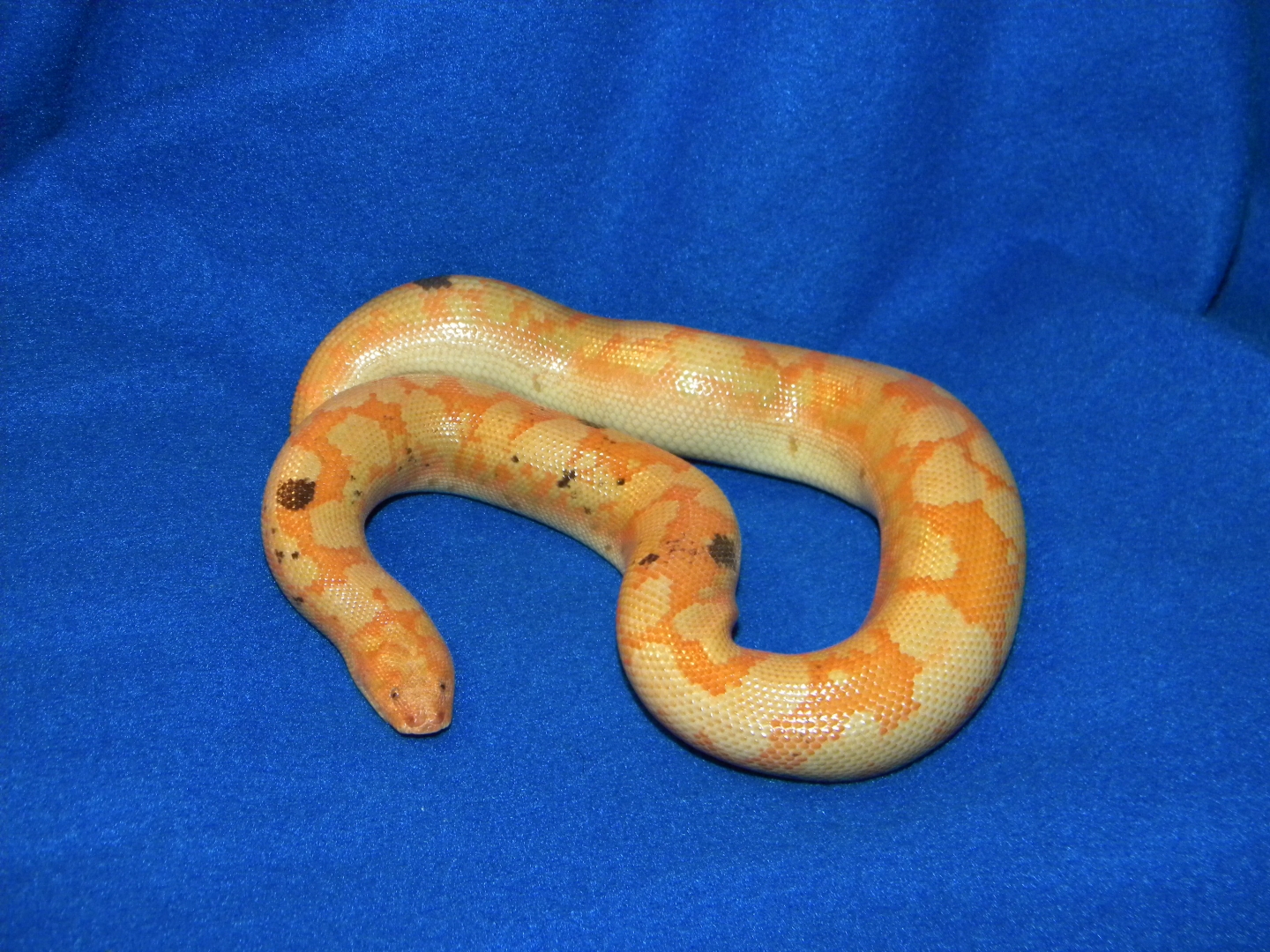 Snakes_and_Julie_014