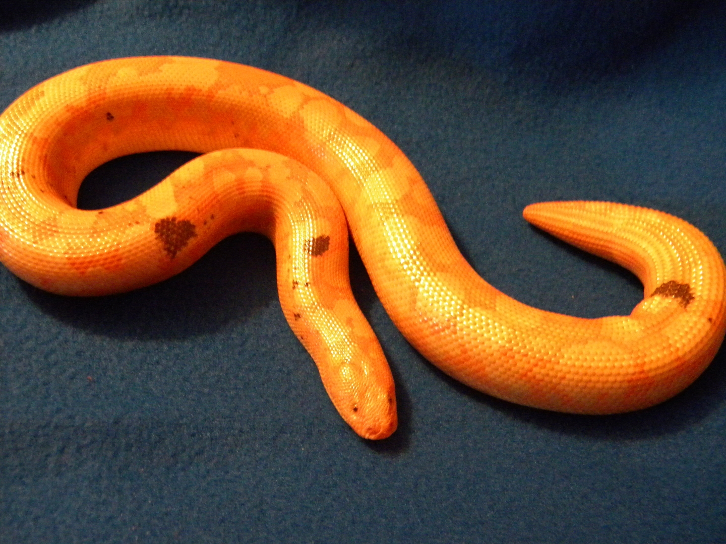Snakes_and_Julie_015