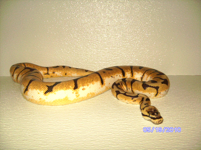 snakes_pic_day_004