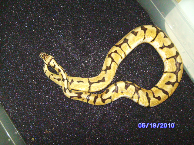 snakes_pic_day_007