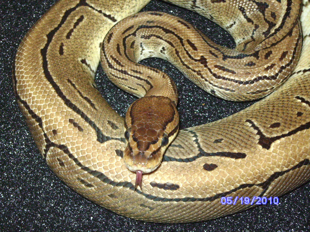 snakes_pic_day_019