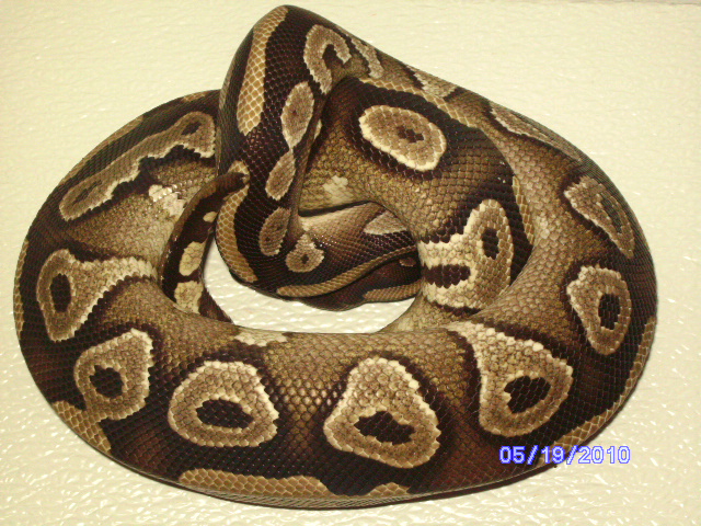 snakes_pic_day_020