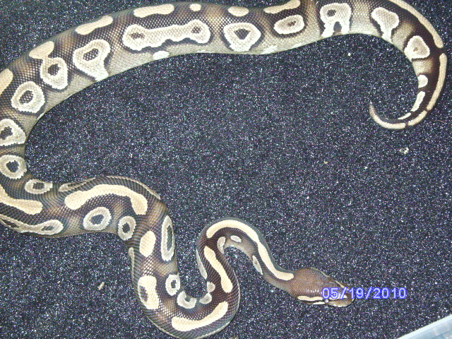 snakes_pic_day_024