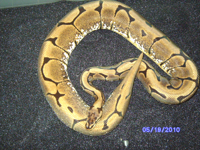 snakes_pic_day_033
