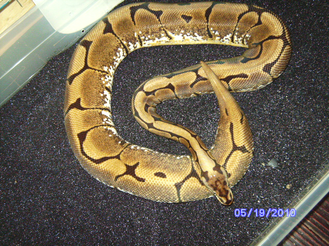snakes_pic_day_034