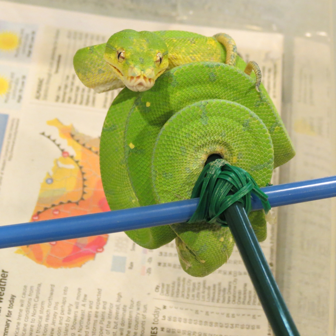 snakes_rock_006