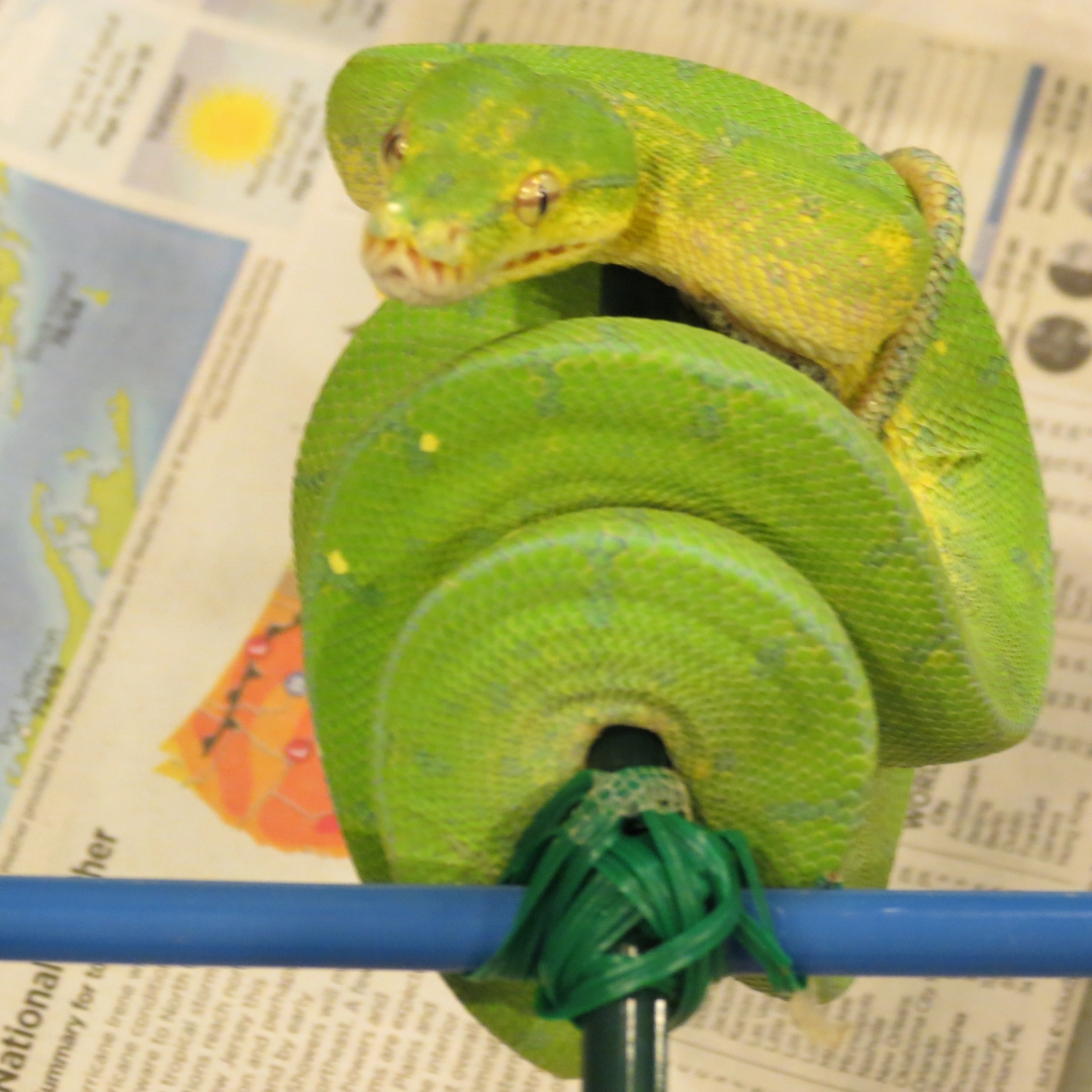 snakes_rock_008