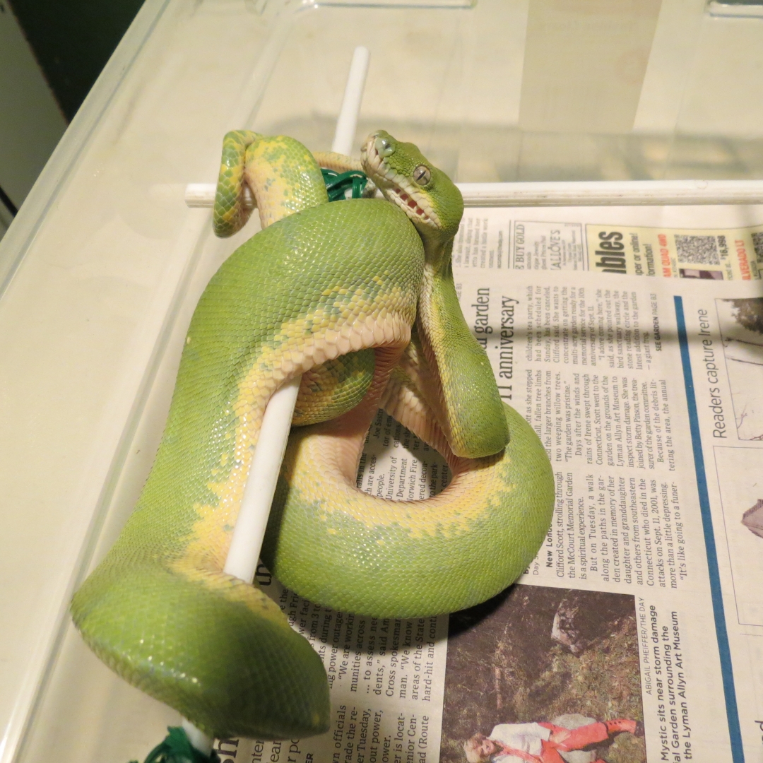 snakes_rock_023