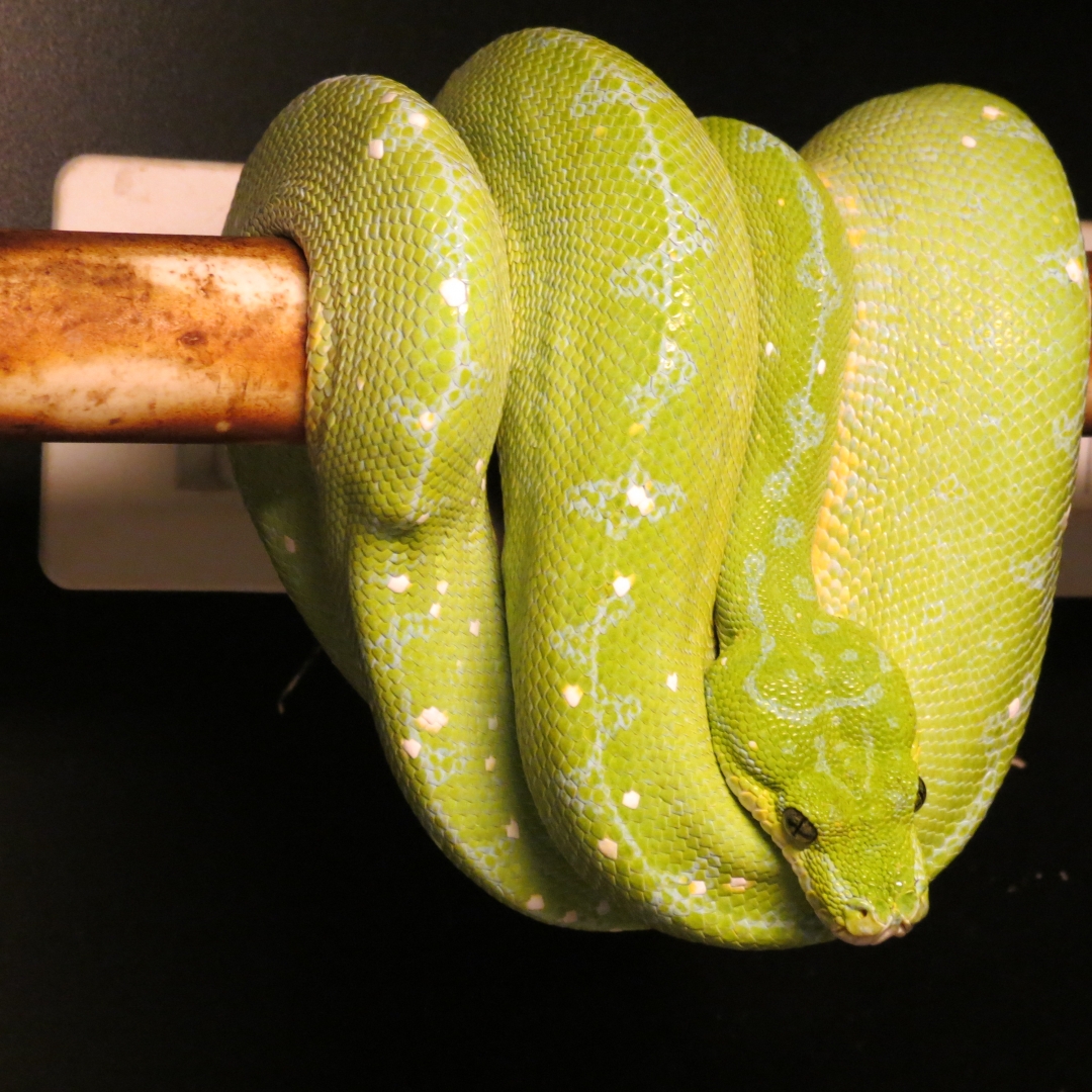 snakes_rock_026