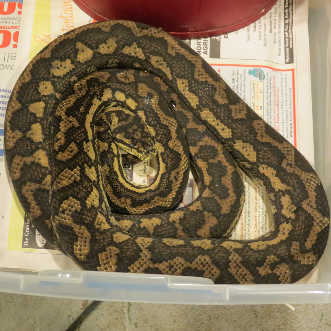 snakes_rock_029