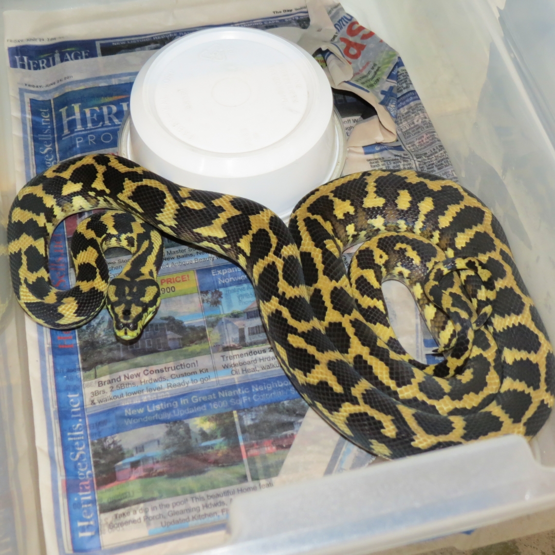 snakes_rock_033