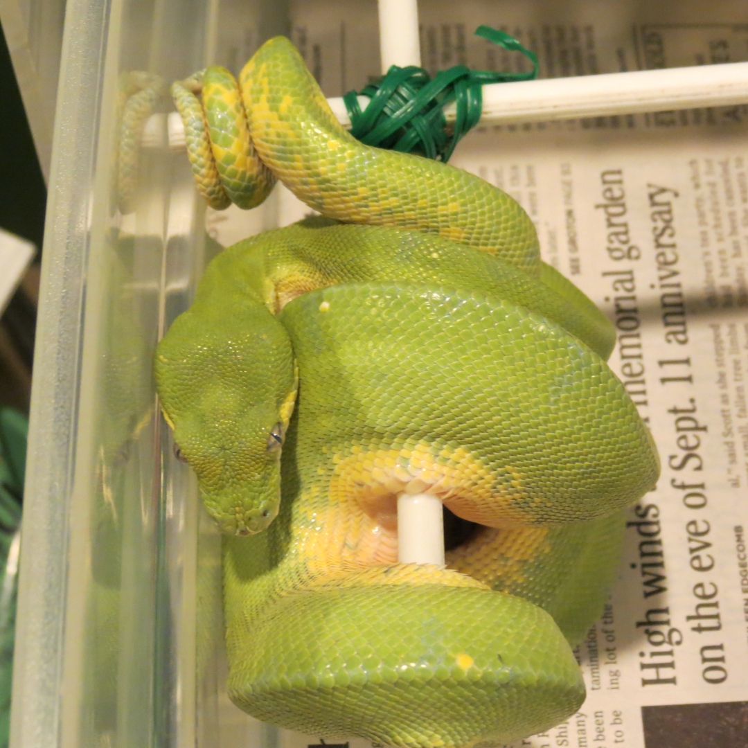 snakes_rock_036
