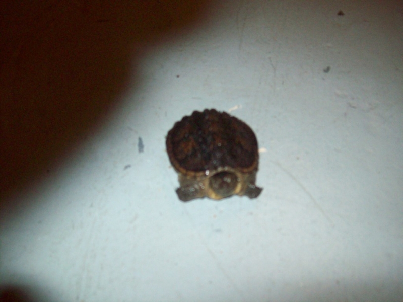 snapper 1