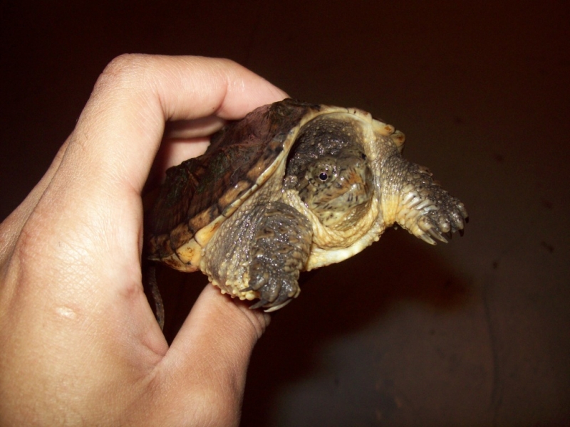 snapper 2