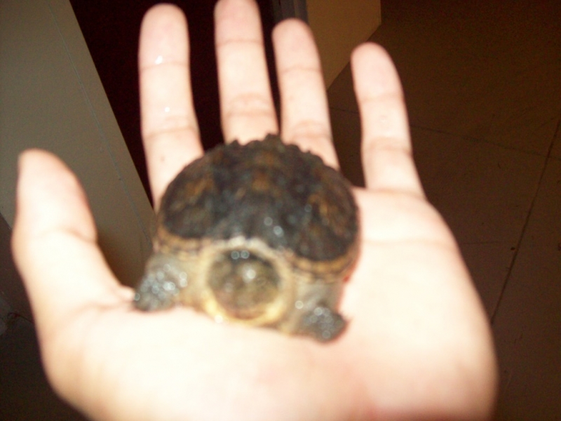 snapper1