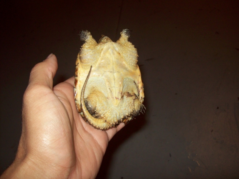 snapper2