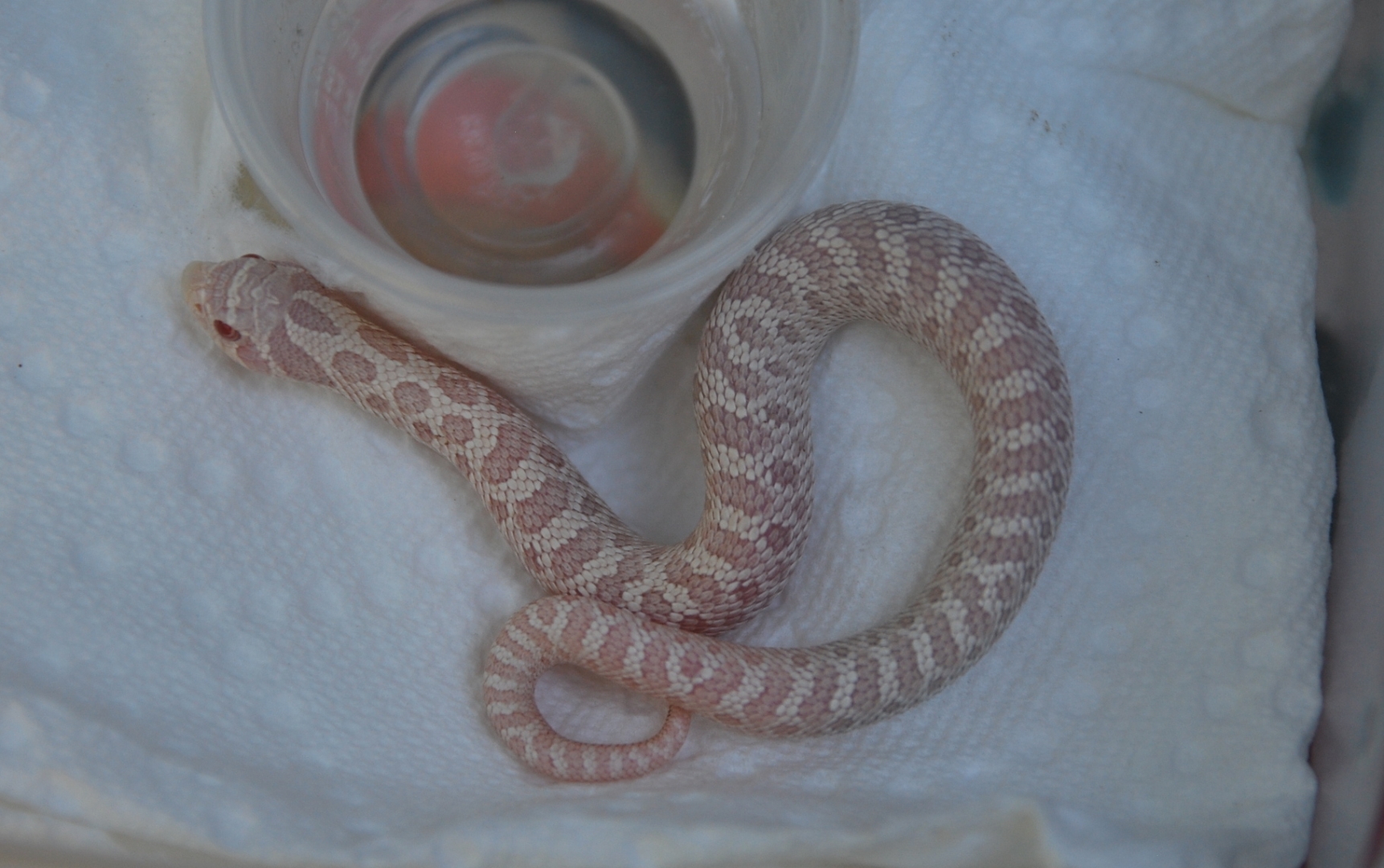 snow hognose