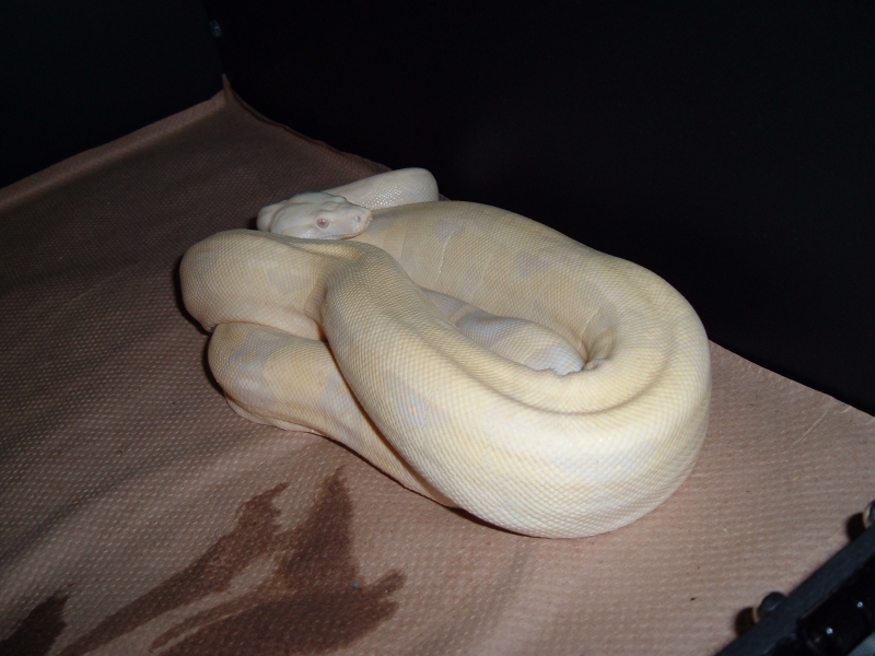 SNOW male