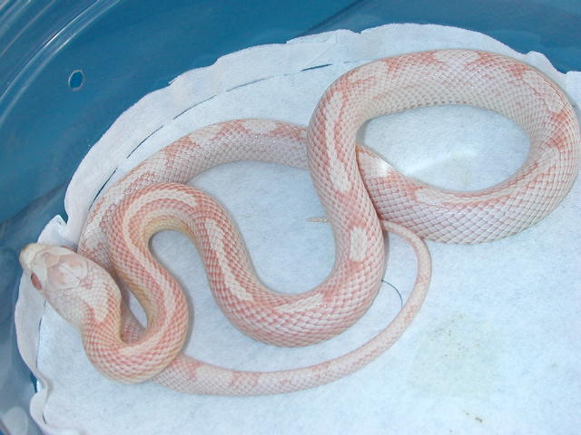 snow motley