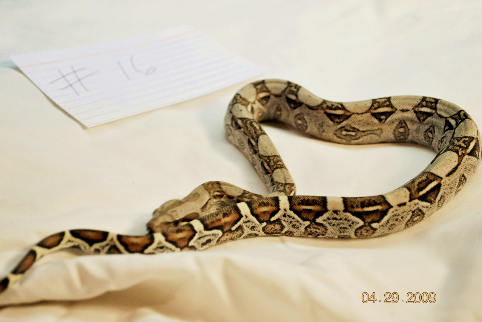 SOLD Male Jungle $125