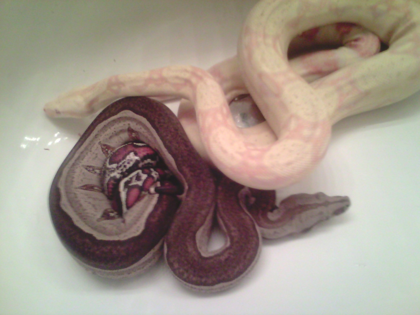 Some of my Boas
