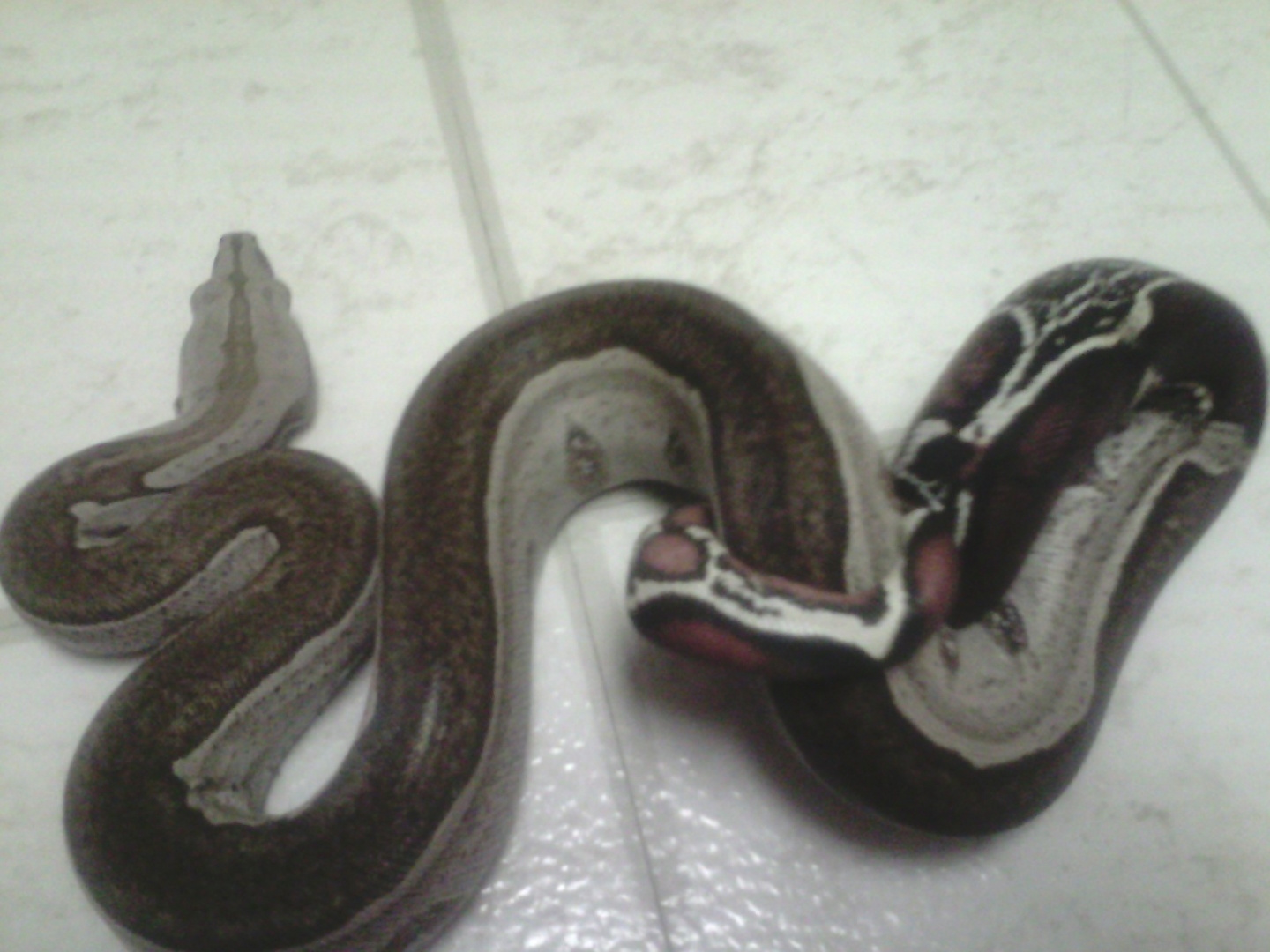 Some of my Boas