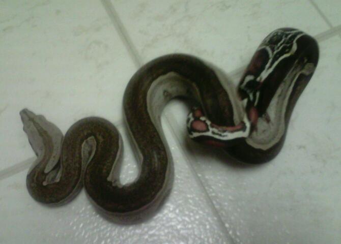 Some of my Boas