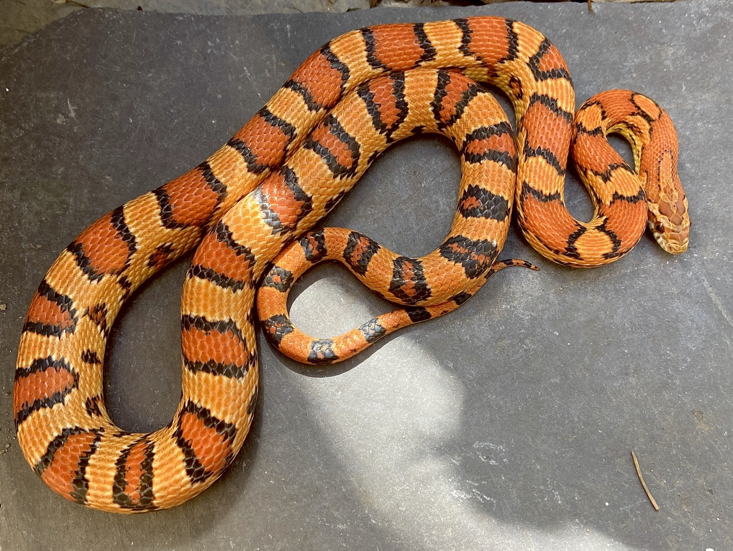 Some of my snakes