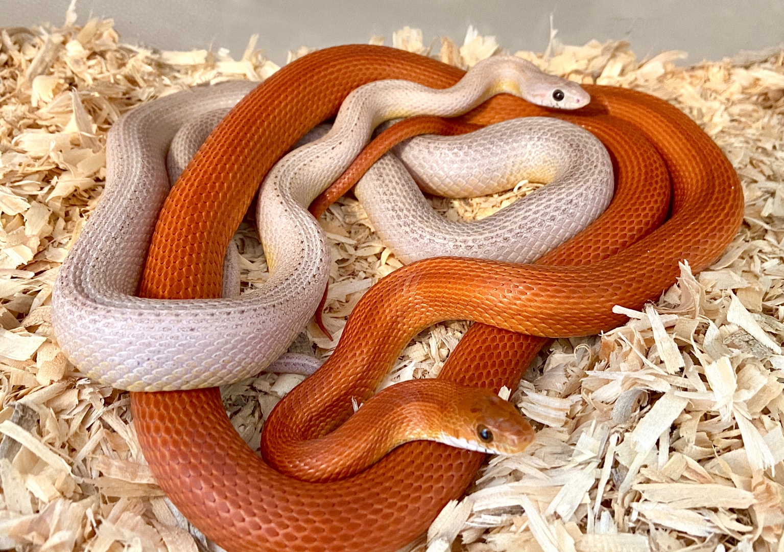 Some of my snakes