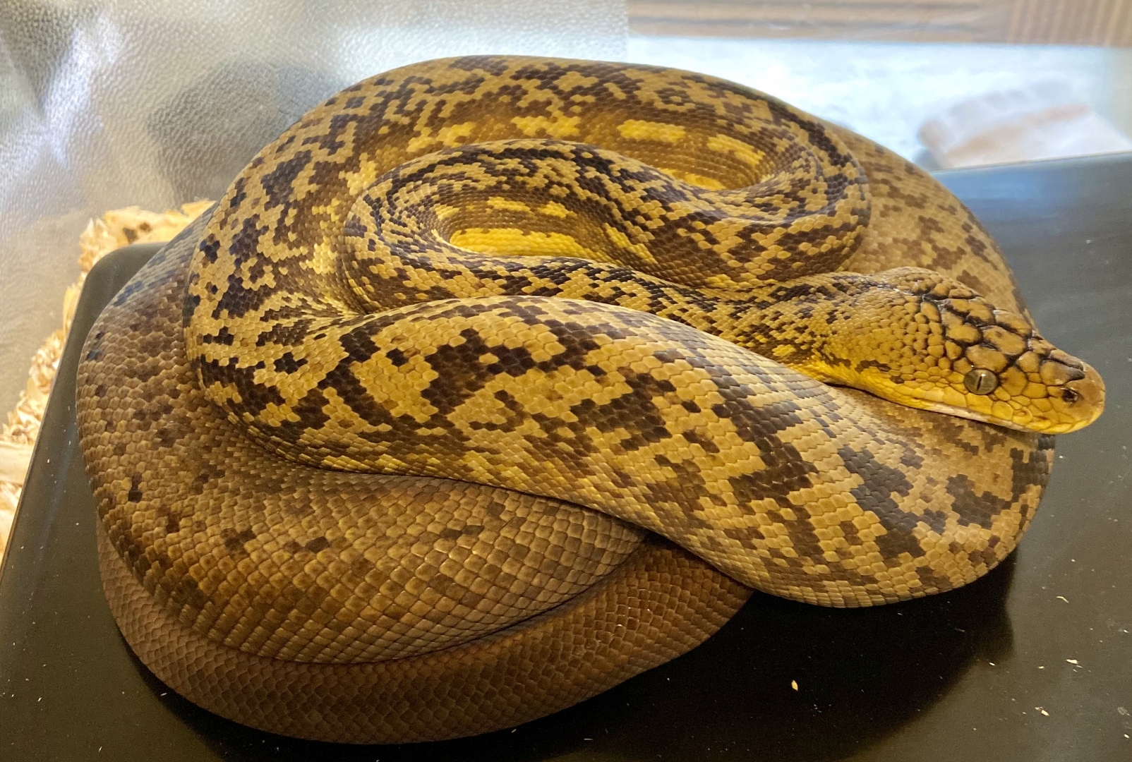 Some of my snakes
