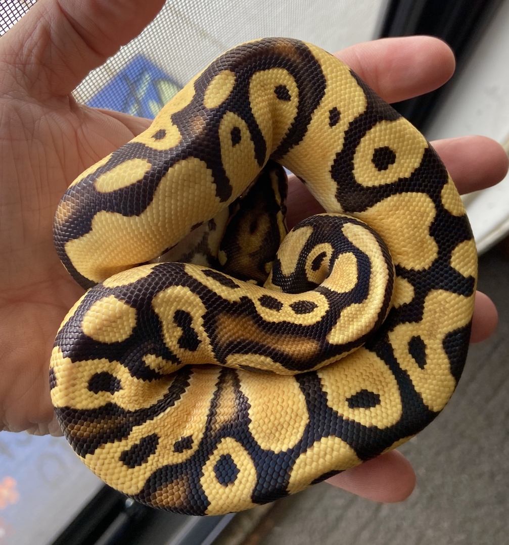 Some of my snakes