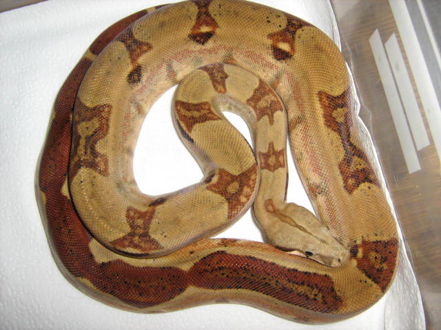 SOULPATCH 1/24/08 HYPO STRIPETAIL HARLEQUIN